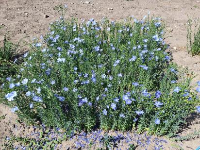 Click for 1 image(s) for this accession.